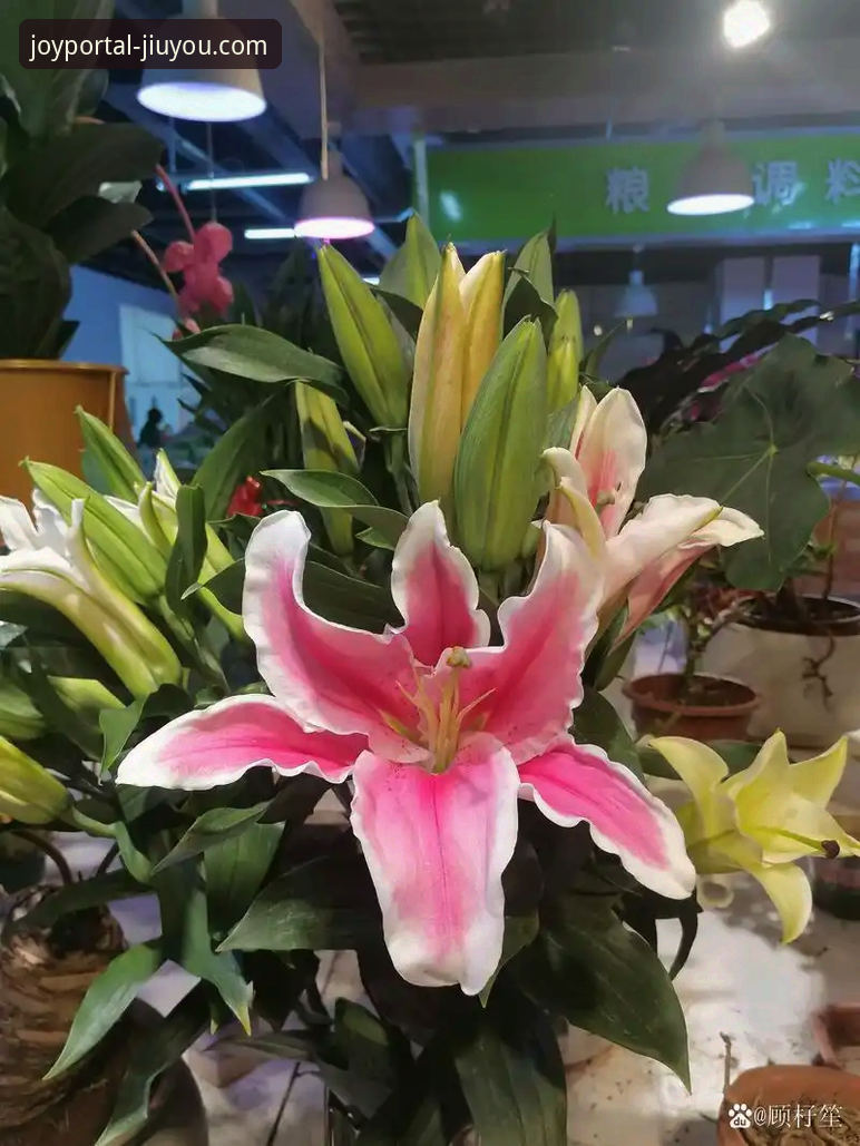 金元足球的辉煌与陨落：一场商业帝国的审判与行业镜鉴